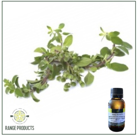 Marjoram Majorana Essential Oil Marjoram Majorana Essential Oil