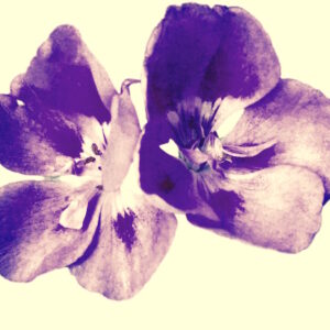 White Musk Fragrance