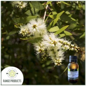 Nerolina Essential Oil (Melaleuca quinquenervia)