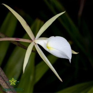 Night Orchid Fragrance