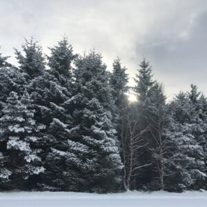 Norwegian Spruce Fragrance