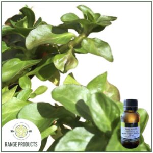 Pennyroyal Essential Oil (Mentha pulegium)