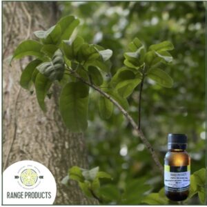 Peru Balsam Essential Oil (Myroxylon pereirae)