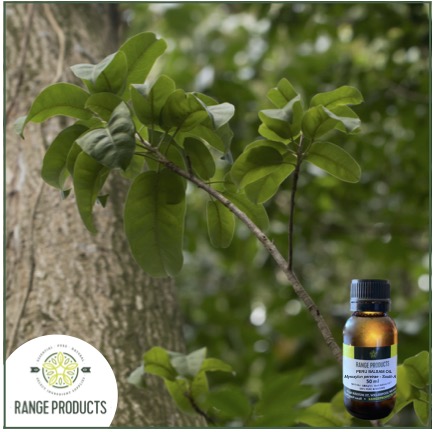 Peru Balsam Oil jpeg Peru Balsam Oil jpeg