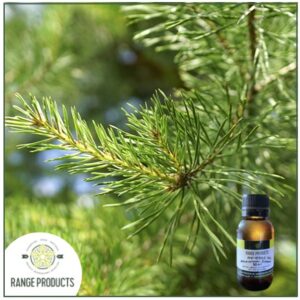 Pine Needle Essential Oil (Pinus sylvestris)