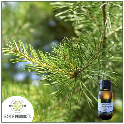 Pine Needle Oil jpeg Pine Needle Oil jpeg