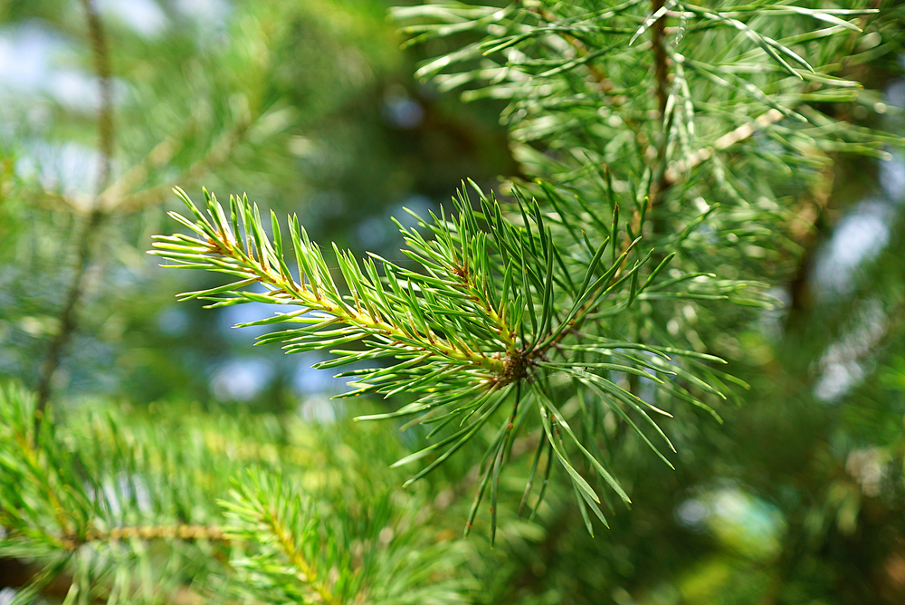 Pine-Needle.jpg Pine-Needle.jpg