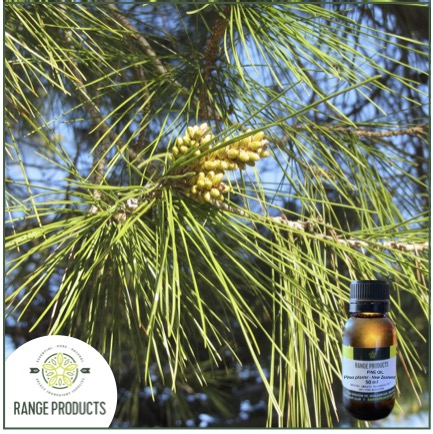 Pine Essential Oil Pine Essential Oil