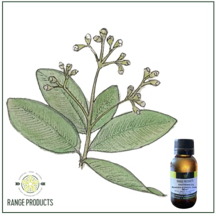 Ravensara Essential Oil Ravensara Essential Oil