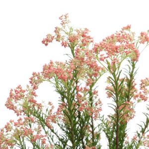 Rice Flower and Shea Butter Fragrance