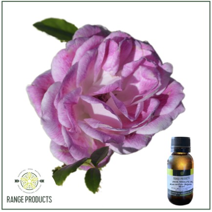 Rose Absolute Essential Oil Rose Absolute Essential Oil