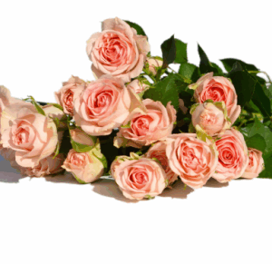 Rose Deluxe Fragrance