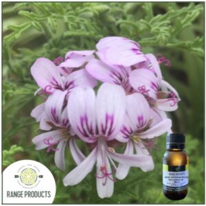 Rose Geranium Reconstituted Oil