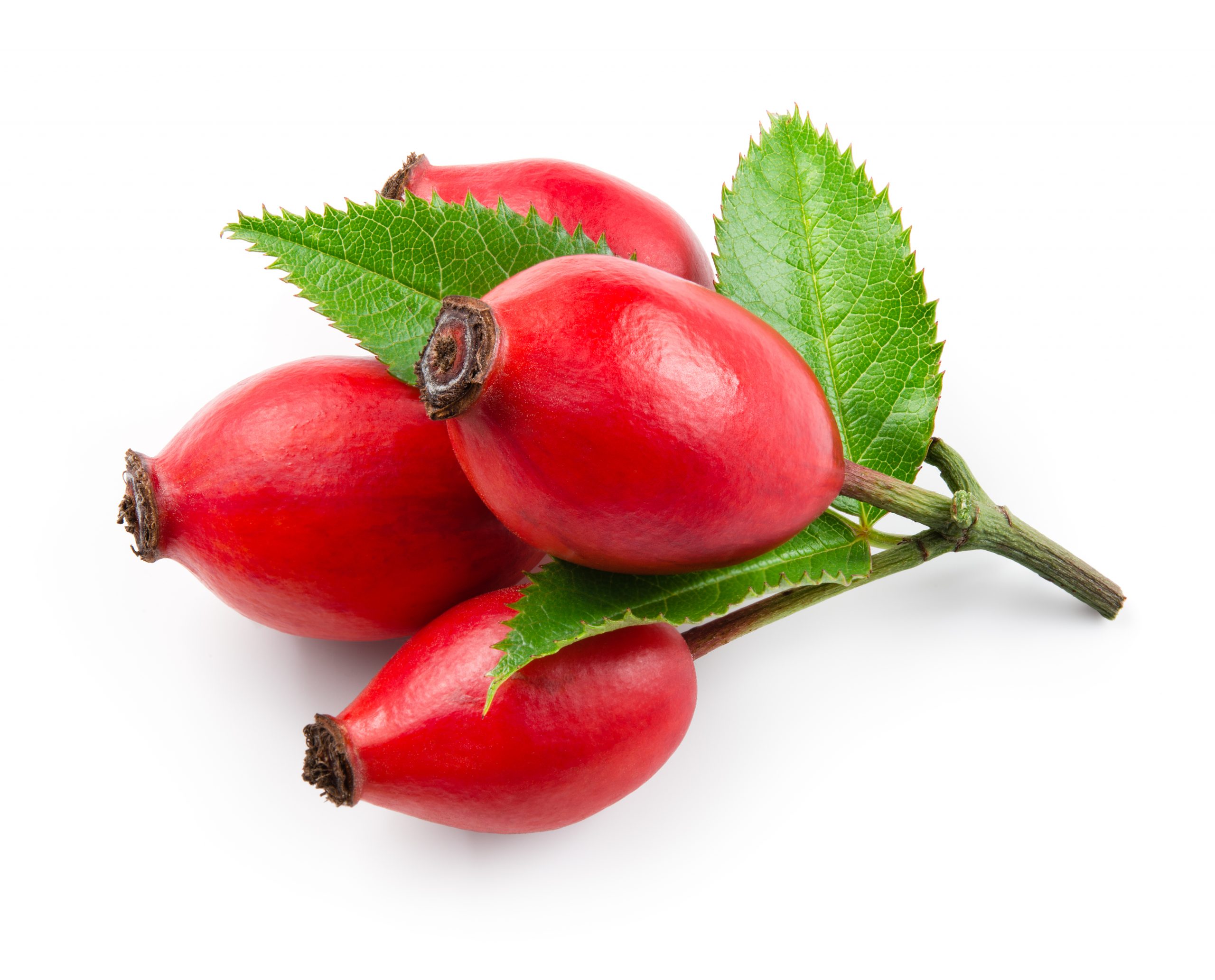 Rosehip-scaled-1.jpg Rosehip-scaled-1.jpg