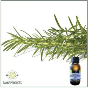 Rosemary CT Camphor Essential Oil