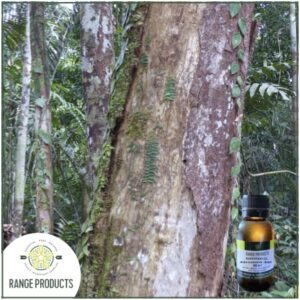 Rosewood Essential Oil (Aniba rosaeodora)
