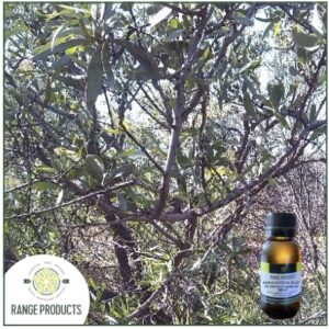 Sandalwood Australian Oil (Santalum spicatum) 3% Dilution in Jojoba Oil