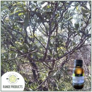 Sandalwood Aus. Essential Oil