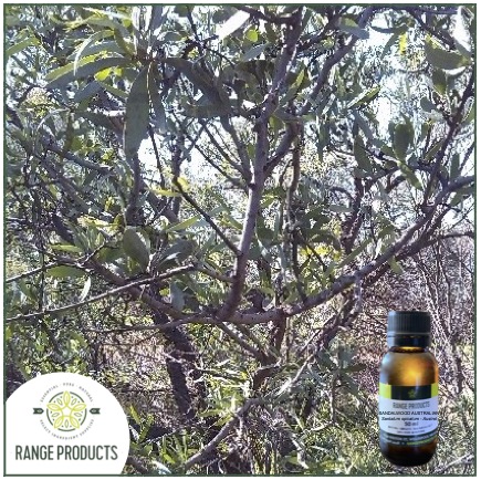 Sandalwood Aus. Essential Oil Sandalwood Aus. Essential Oil