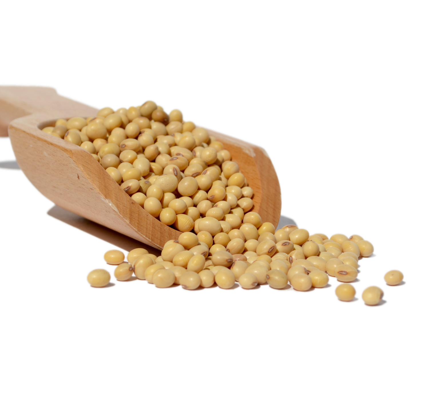 Soya-Bean.png Soya-Bean.png