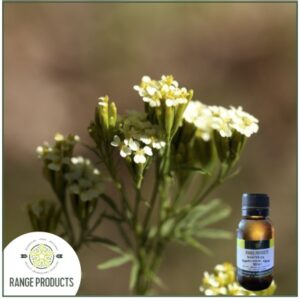 Tagetes Essential Oil (Tagetes minuta)