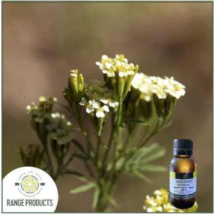 Tagetes Oil Jpeg Tagetes Oil Jpeg