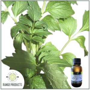 Valerian Root Essential Oil (Valeriana officinalis)