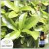 Bay West Indian Essential Oil (Pimenta racemosa) - 500ml
