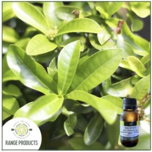 Bay West Indian Essential Oil (Pimenta racemosa)