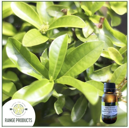 West-Indian-Bay-Oil-jpeg.jpg West-Indian-Bay-Oil-jpeg.jpg