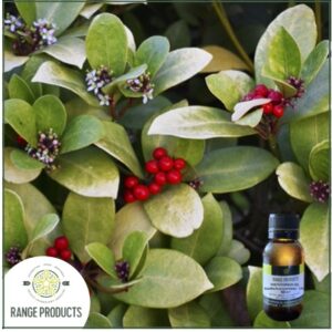 Wintergreen Essential Oil