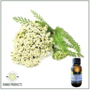 Yarrow Essential Oil (Achillea millefolium)
