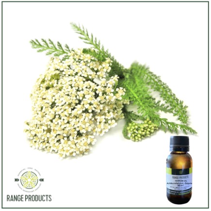 Yarrow oil jpeg Yarrow oil jpeg