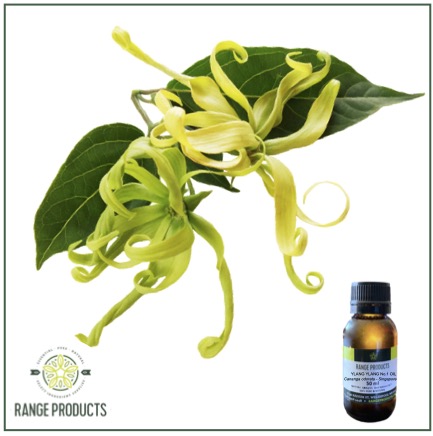 Ylang Ylang 1 Essential Oil Ylang Ylang 1 Essential Oil