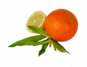 Citrus Mint Fragrance