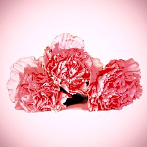 Dianthus Fragrance - END OF LINE SALE