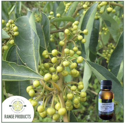 litsea cubeba jpeg litsea cubeba jpeg