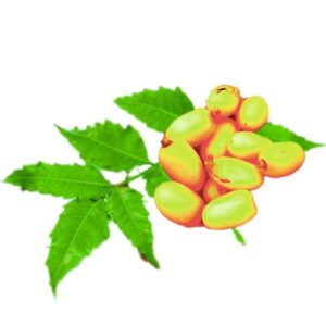 Neem Oil
