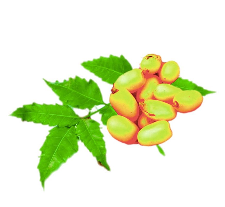 neem-seed-Leaf-e1499934158658.jpg neem-seed-Leaf-e1499934158658.jpg