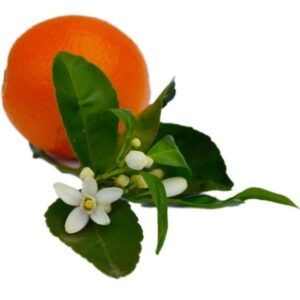 Neroli Fragrance