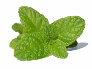 Mint Fragrance