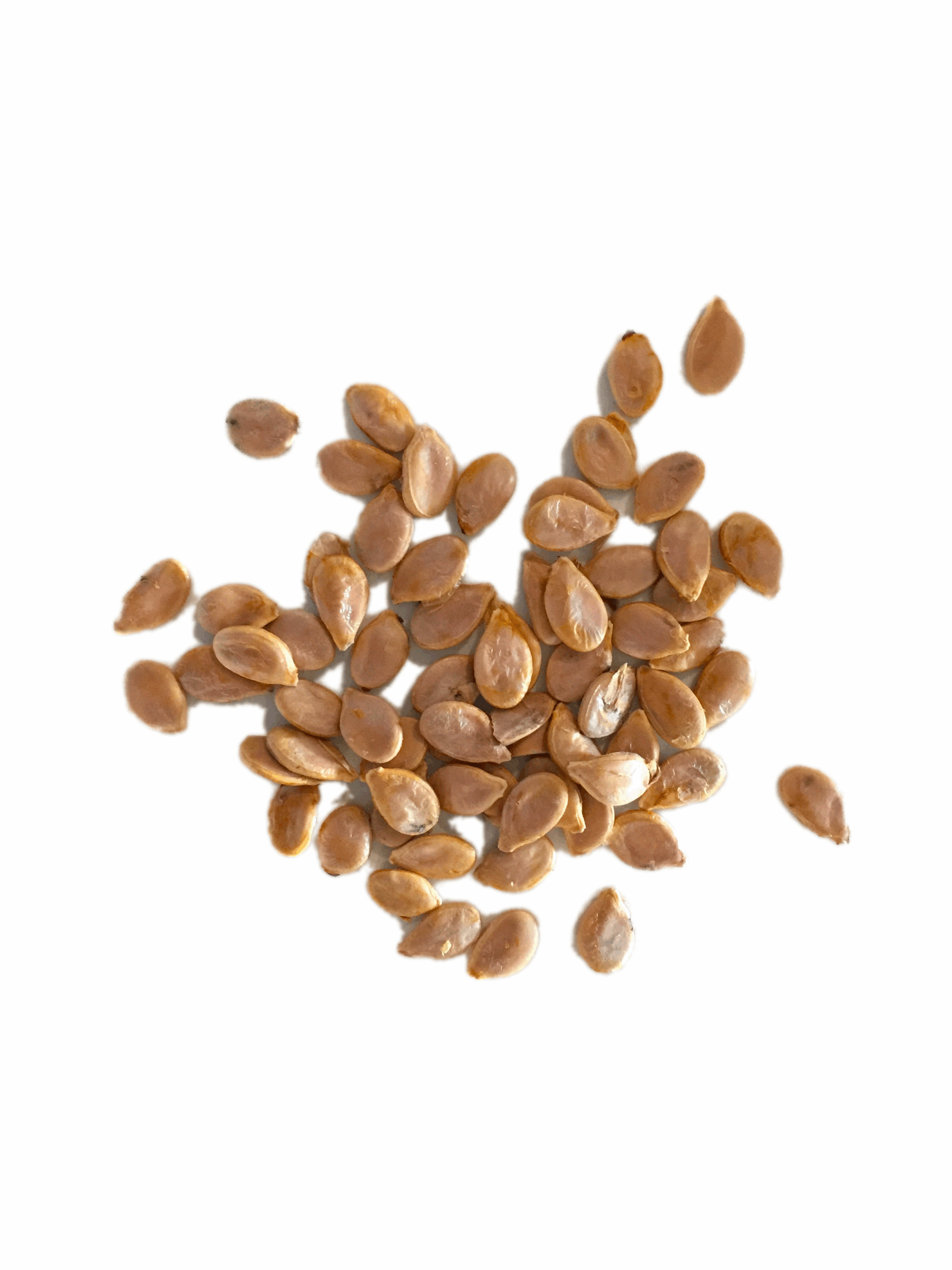 pumpkin-seed.png pumpkin-seed.png