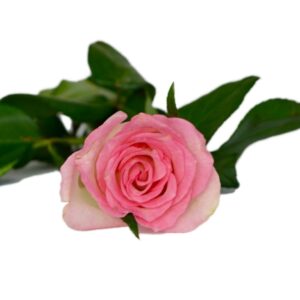 Tea Rose Natural Fragrance