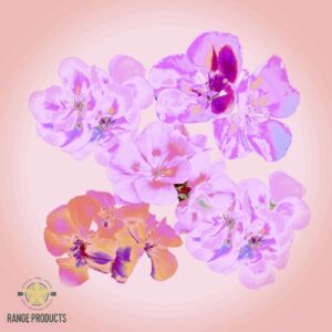 Soft & Fresh Fragrance