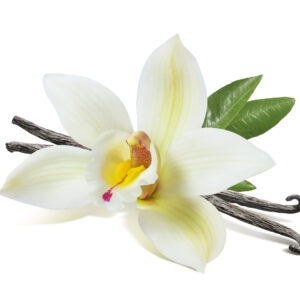 Vanilla Fragrance