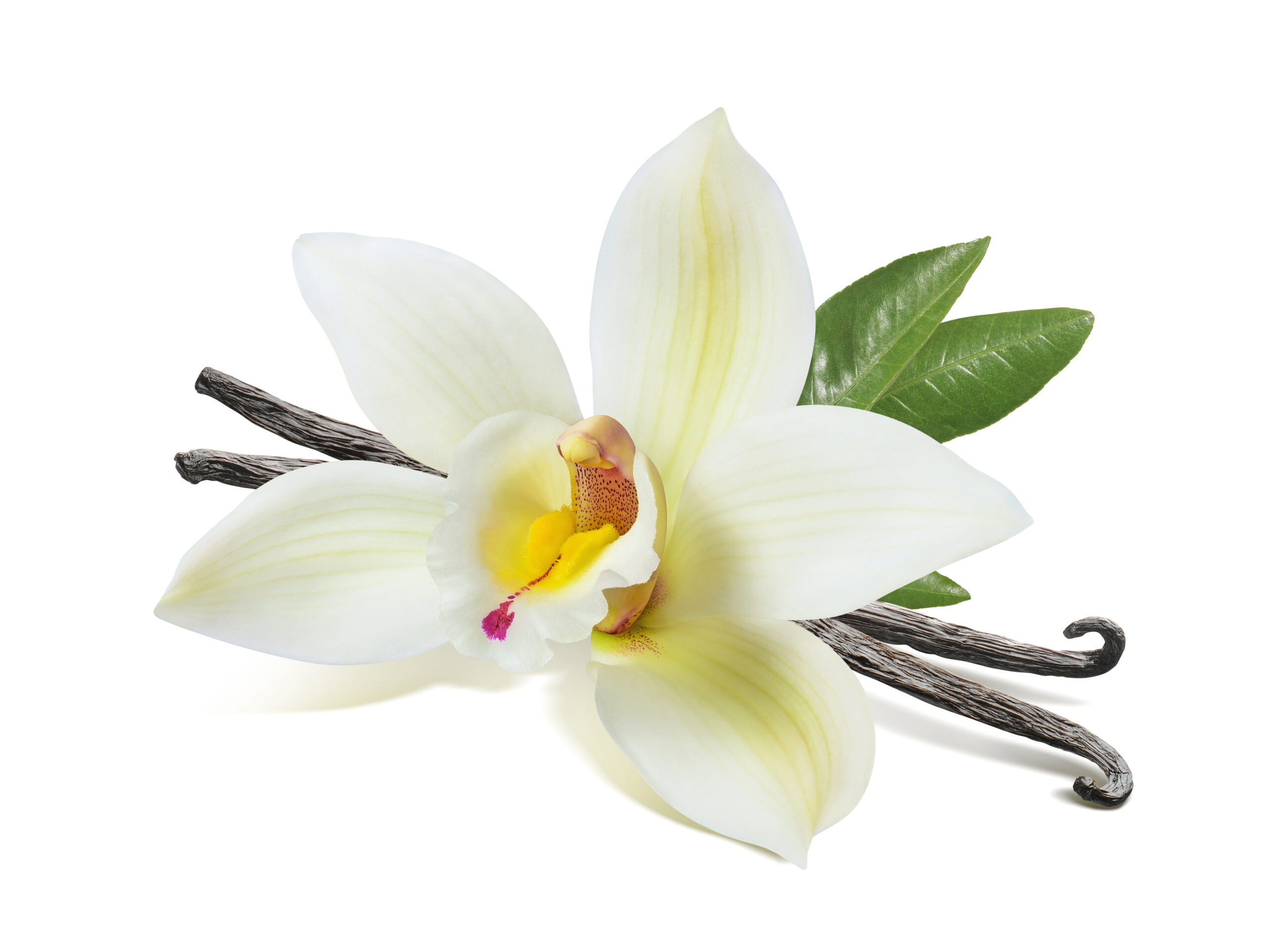 Vanilla,Flower,Sticks,And,Leaves,Isolated,On,White,Background,As Vanilla,Flower,Sticks,And,Leaves,Isolated,On,White,Background,As