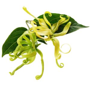 Ylang Ylang Fragrance