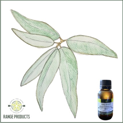 Lemon Ironbark Lemon Ironbark