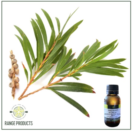 Tea Tree Essential Oil Tea Tree Essential Oil