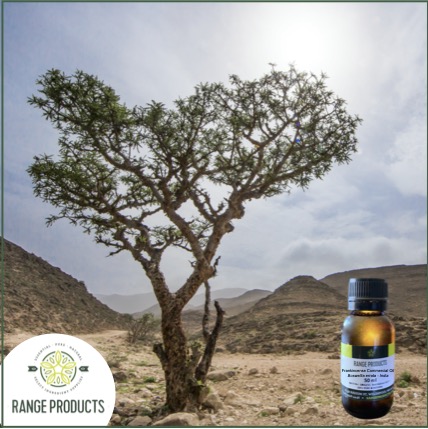 Frankincense Commercial Essential Oil Frankincense Commercial Essential Oil